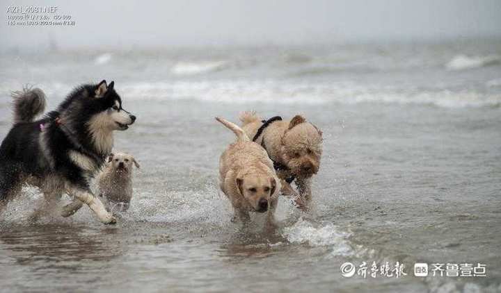 铲屎官带毛孩子到海边撒欢！济南宠物旅游悄然兴起