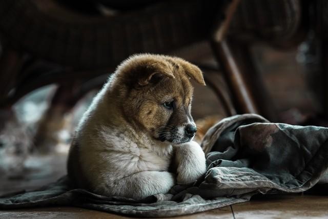 重庆禁养犬名单出炉6月1日执行有养毛孩子的对照看看！