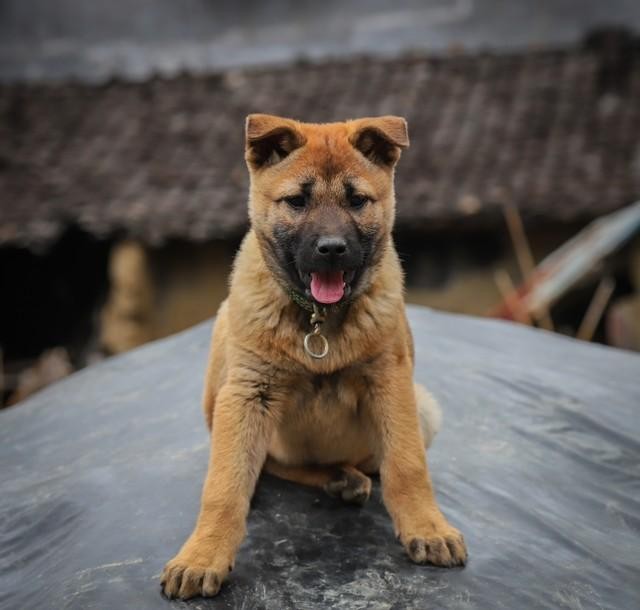 重庆禁养犬名单出炉6月1日执行有养毛孩子的对照看看！