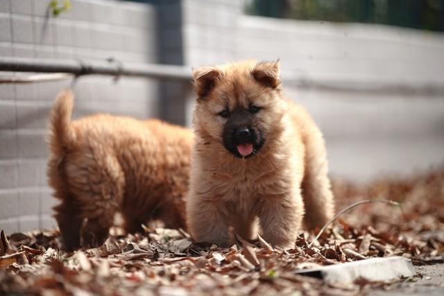 重庆禁养犬名单出炉6月1日执行有养毛孩子的对照看看！