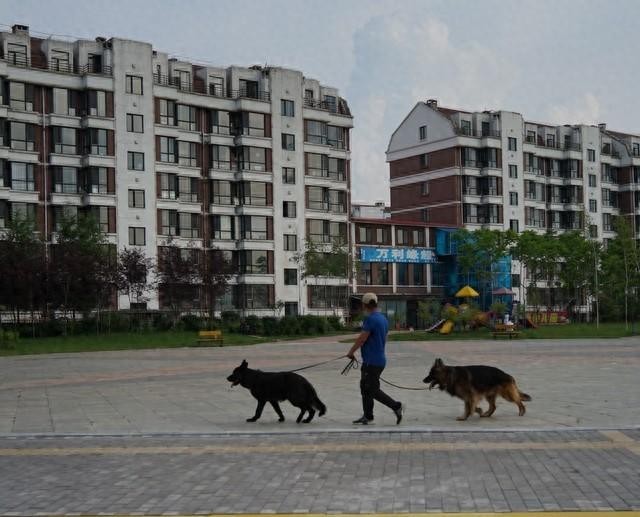 重庆养犬新规：文明养犬，共建和谐