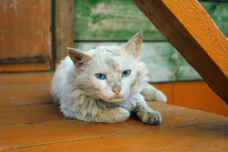 流浪猫跳进臭豆腐桶，毁了一桶臭豆腐，店主：给我抓老鼠还债