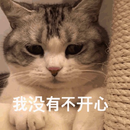 猫咪缺爱时会有这些表现让人心疼极了