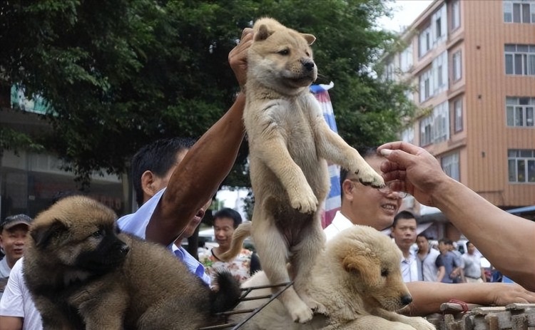 为啥越来越多人养中华田园犬养了之后再也看不上其他狗了