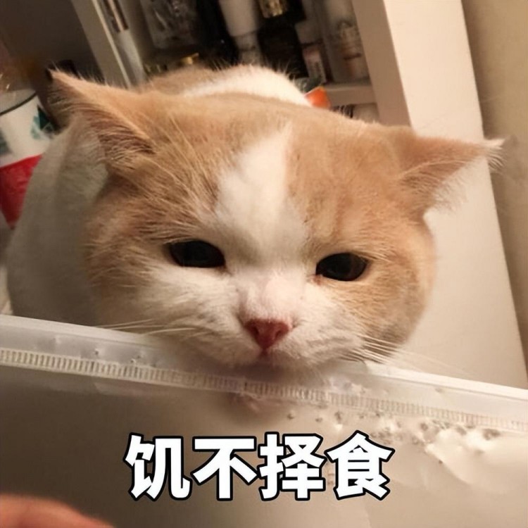 猫咪突然疯跑原来是有原因的网友：我以为它疯了