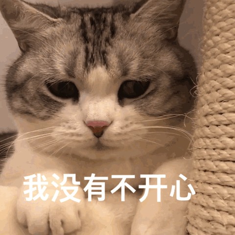 猫咪突然疯跑原来是有原因的网友：我以为它疯了