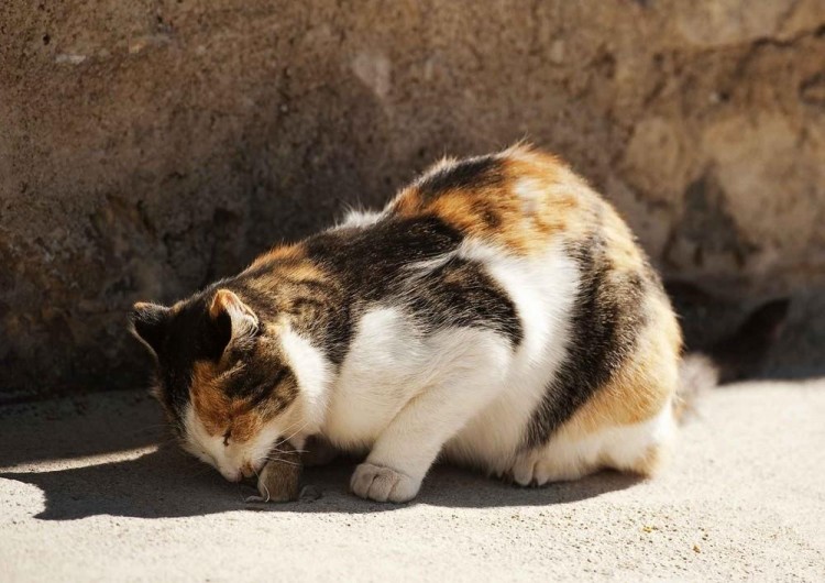 辟谣给猫狗吃生骨肉并不会增加攻击性,生肉正确清洁后利于健康