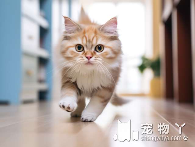 为什么选择重庆木木猫舍，带回家的宠物猫会如此贴心?