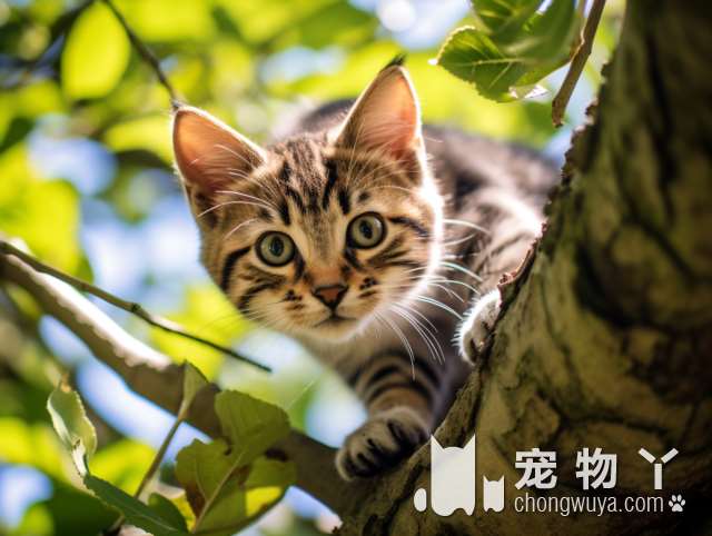 重庆宠乐哆：如何让猫咪洗澡变得更容易？点击了解更多!