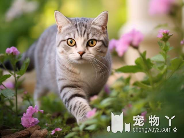 重庆宠友汇购宠：买的猫猫健康可爱，值得拥有!